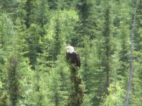 Yet another bald eagle
